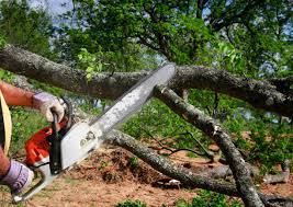 Seasonal Cleanup (Spring/Fall) in Trevose, PA