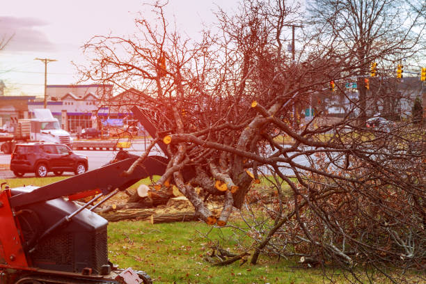 Professional Tree Care in Trevose, PA